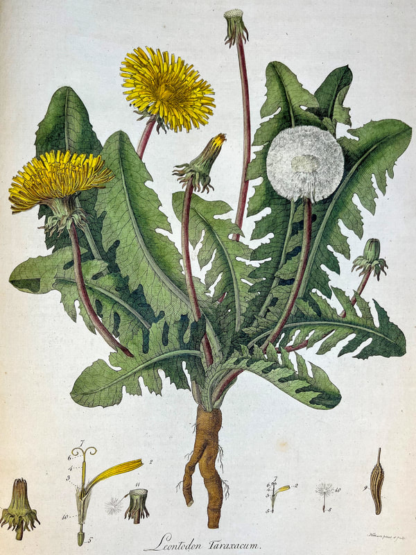 Hand-colored engraving of dandelion