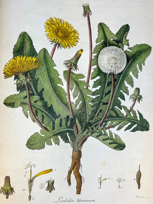 Hand-colored plate of Dandelion
